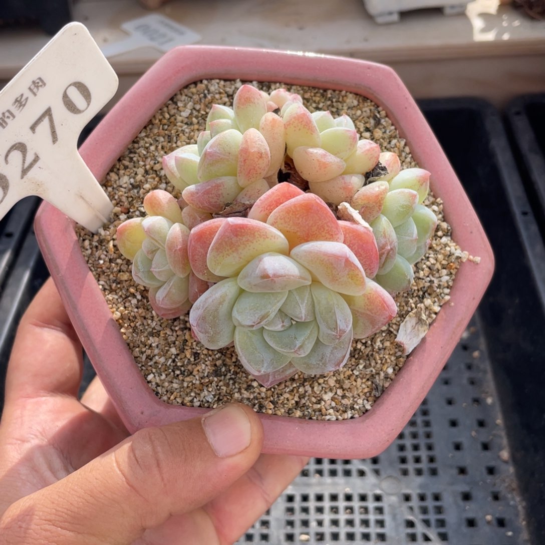 270冰玉不带盆9厘米