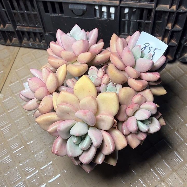 855////////////