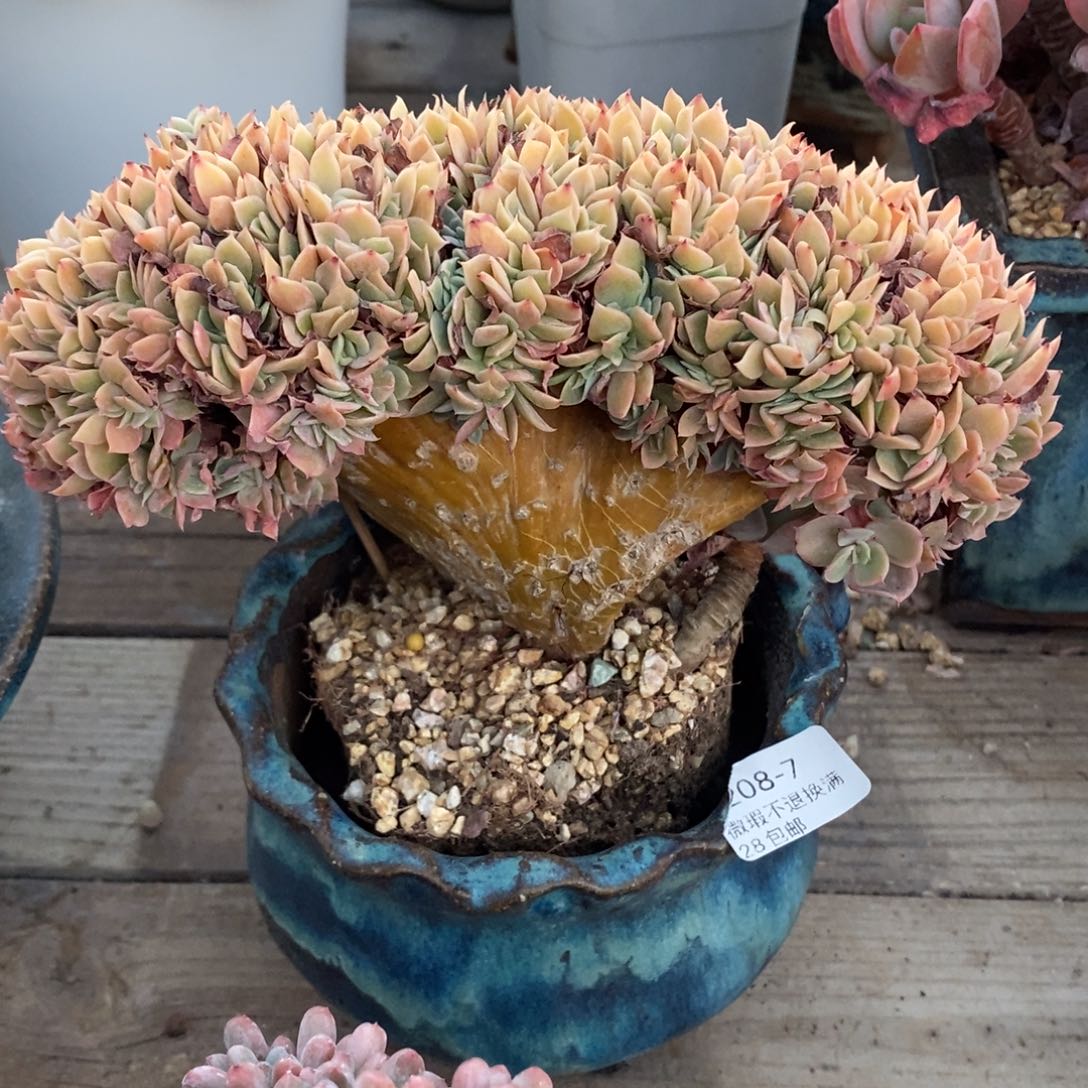 7号多肉缀化漂亮呀