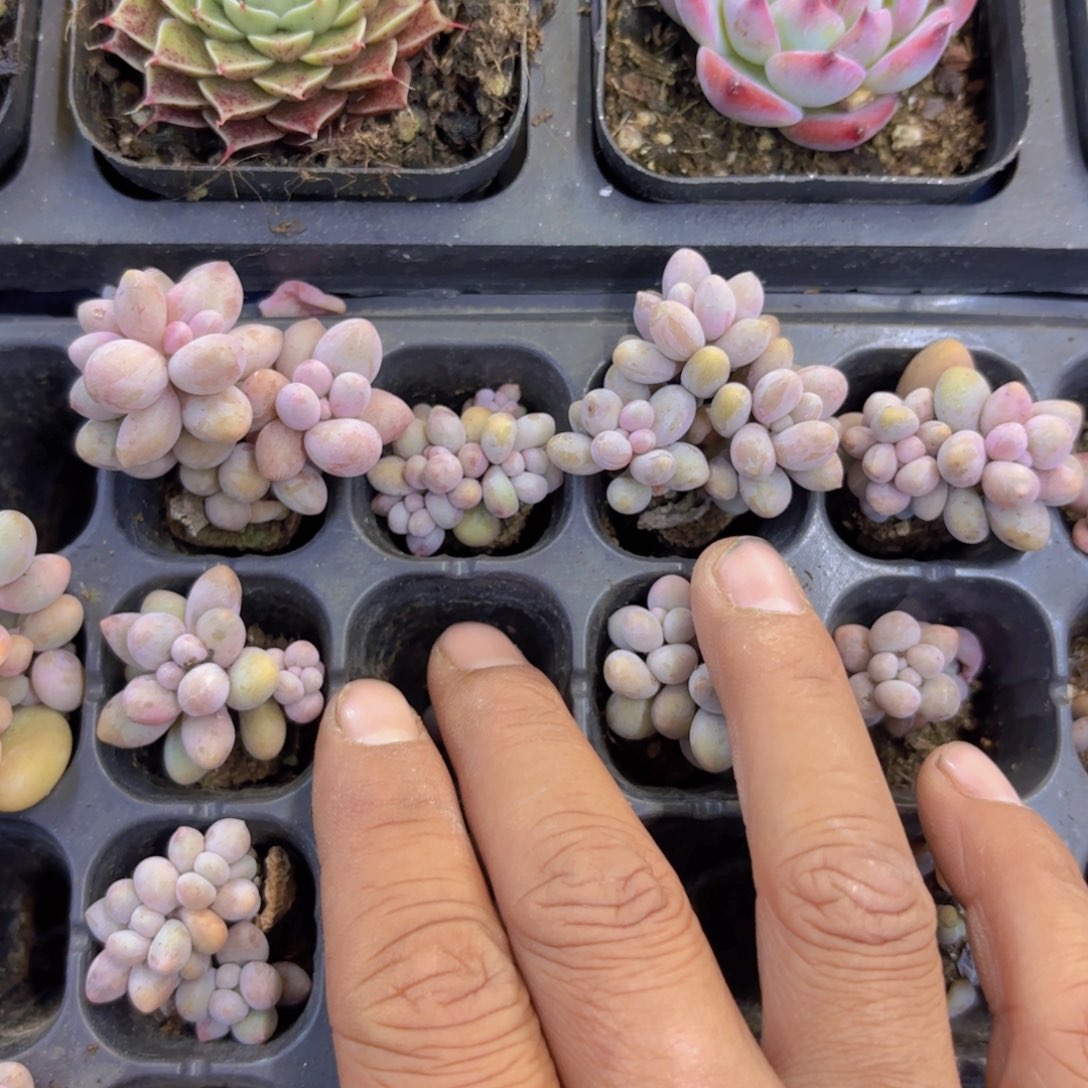 桃花奶群一颗量拍