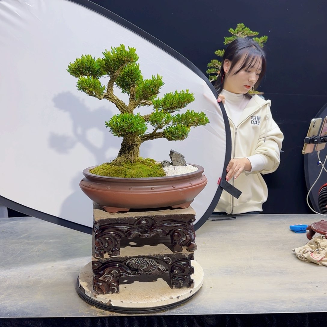 高端盆景艺术作品