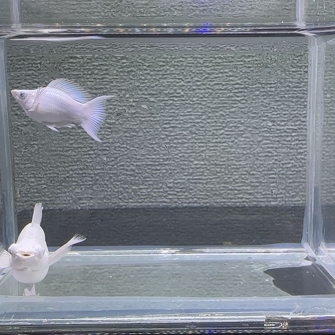 黑玛丽鱼瓷白钻石眼