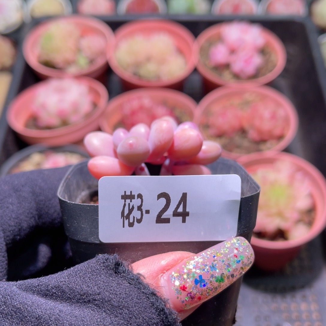 花利美3-24桃蛋双头