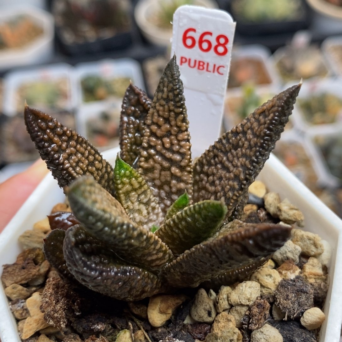 668大理石女王一物一拍