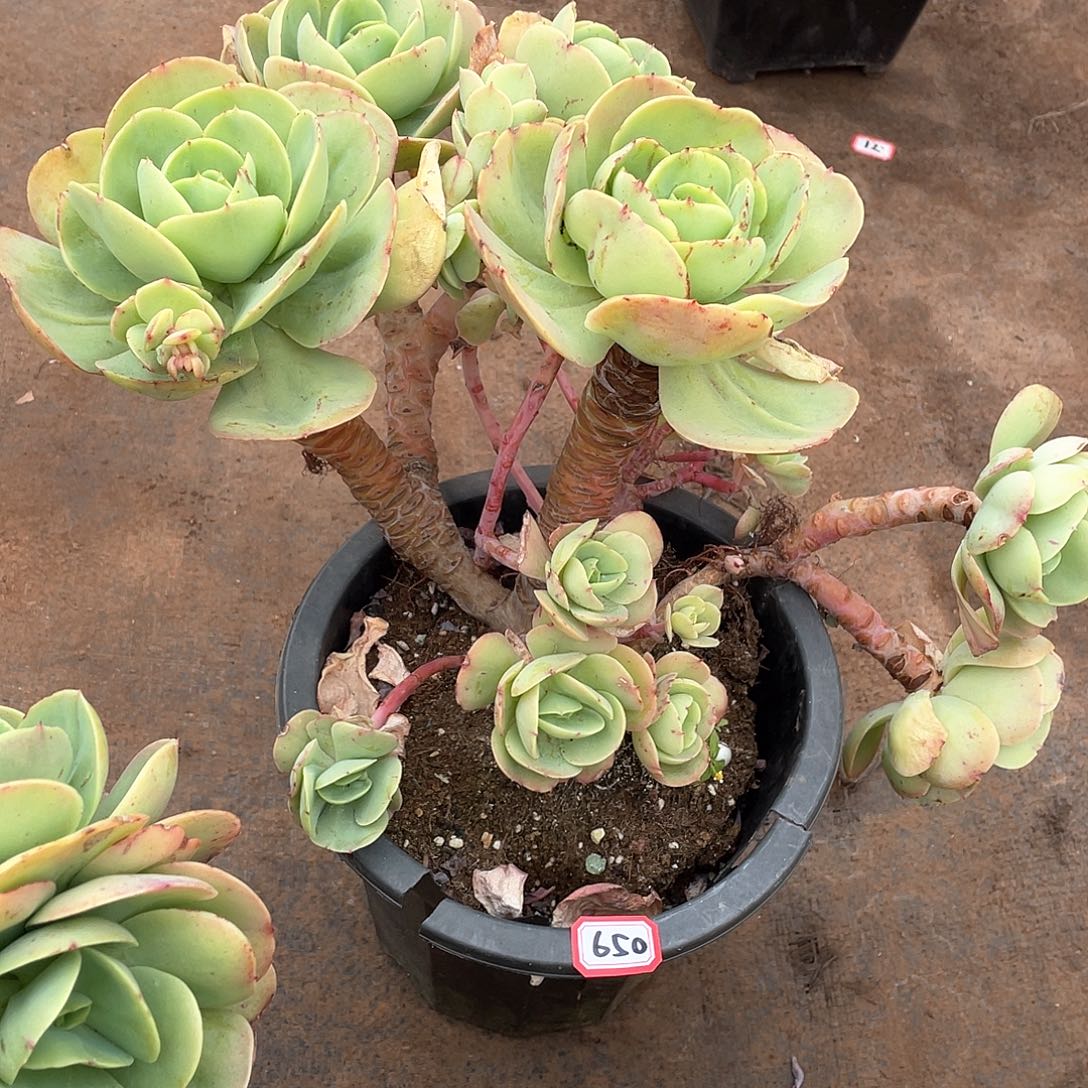 650碧桃 一物一拍多肉