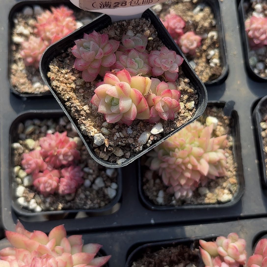 D015女王一物一拍