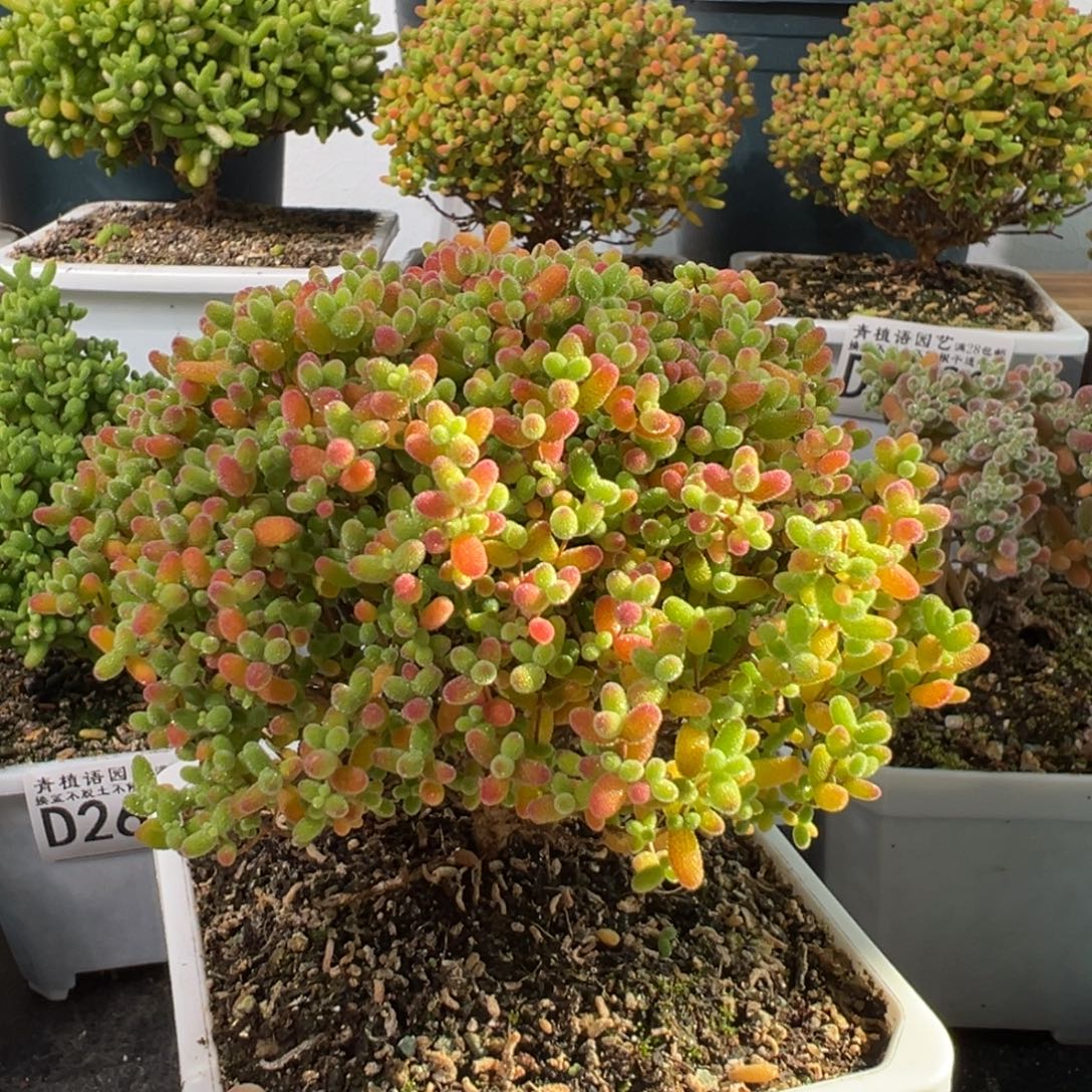 D2703蜜桔一物一拍