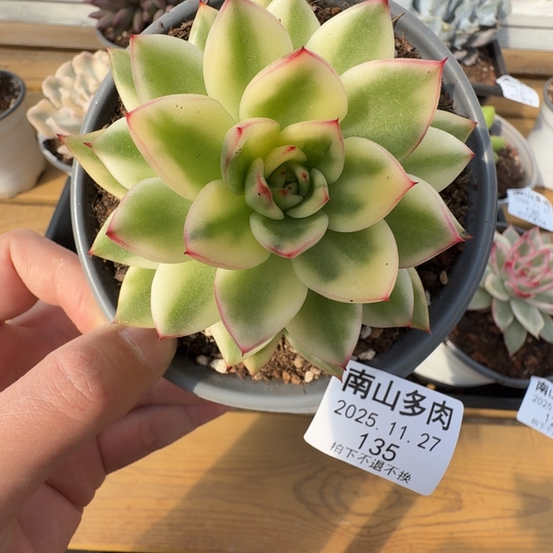 啊斯娜锦1111127-135