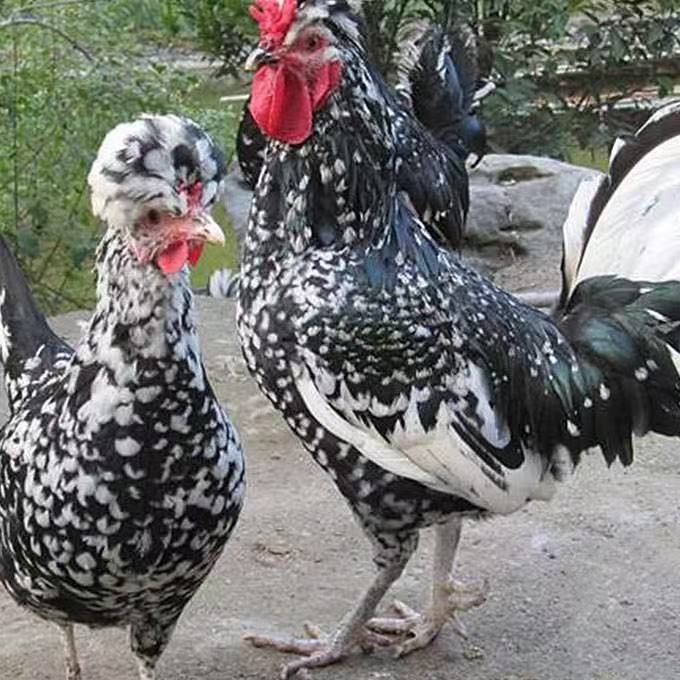 黑白花色羽毛贵妃鸡活体京东包邮到家当宠物鸡