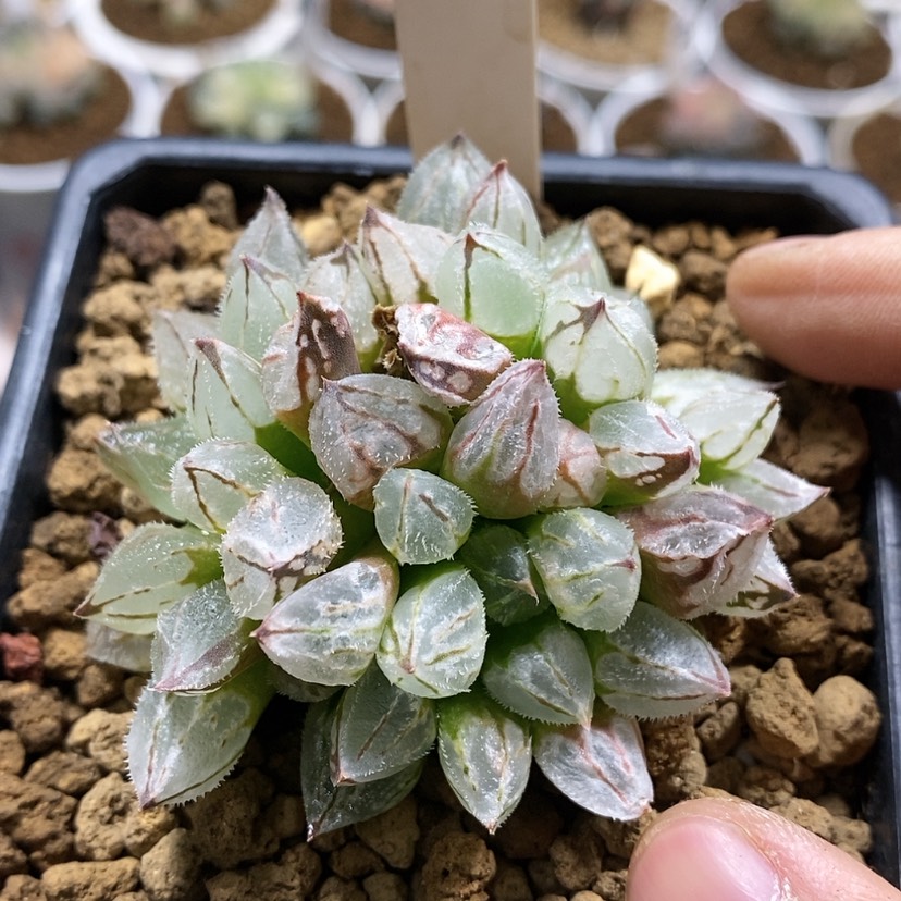 【闪购商品】77群生