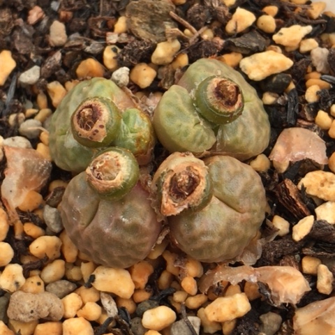 多肉肉锥 6头 烧卖