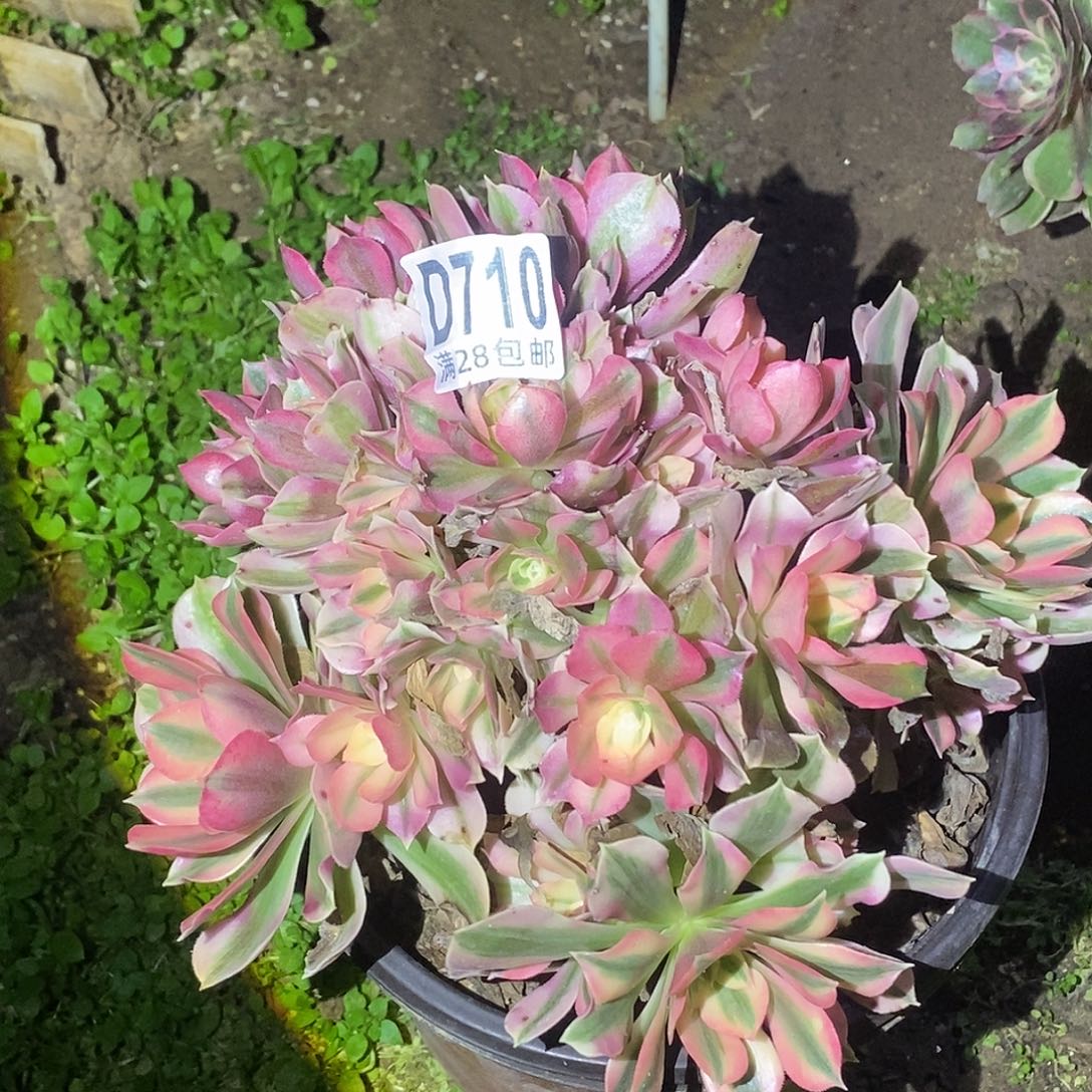 710 多肉植物一物一拍不售后