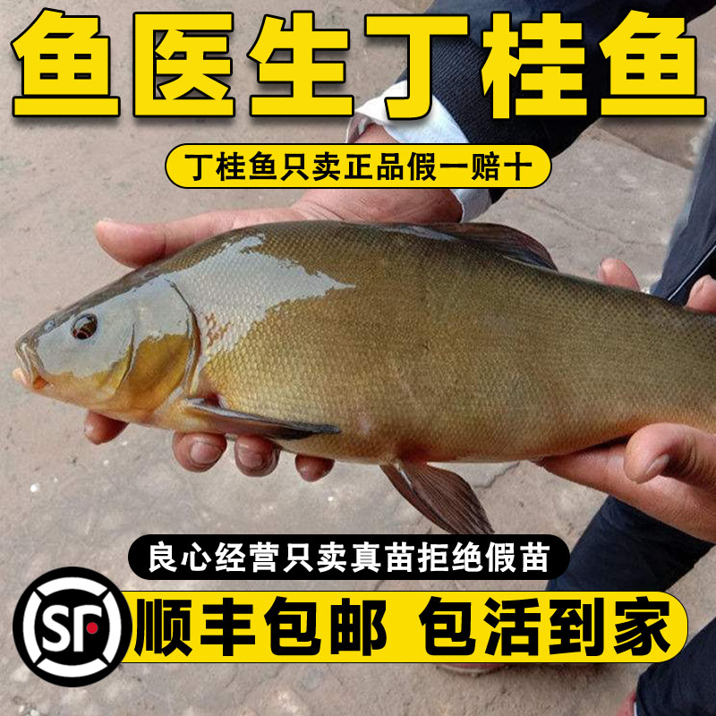 丁桂鱼鱼苗鱼缸也能养顺丰包邮