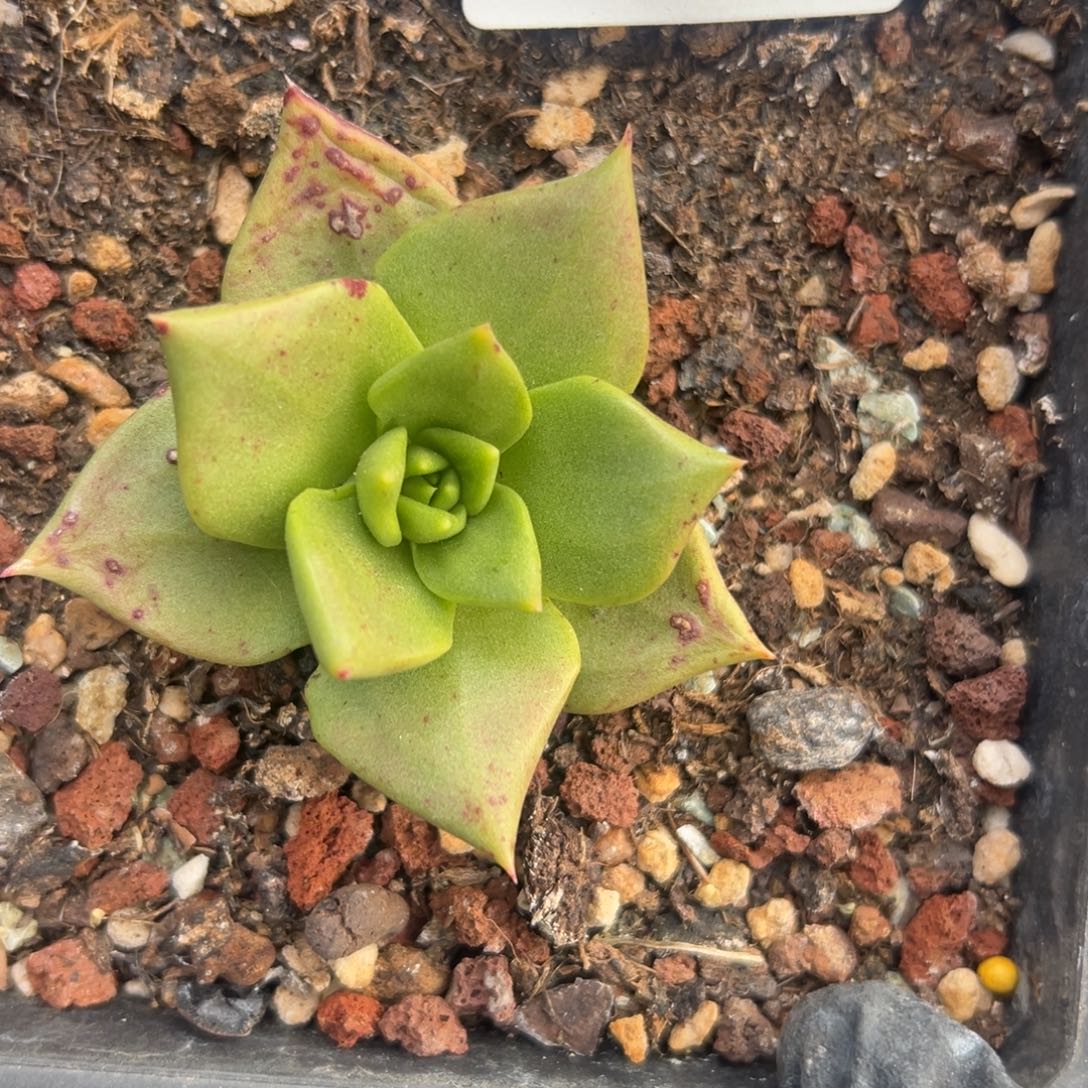 绿拇指杂～一物一拍2742