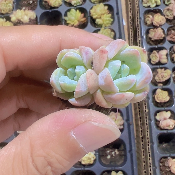 厚梦精品多肉植物