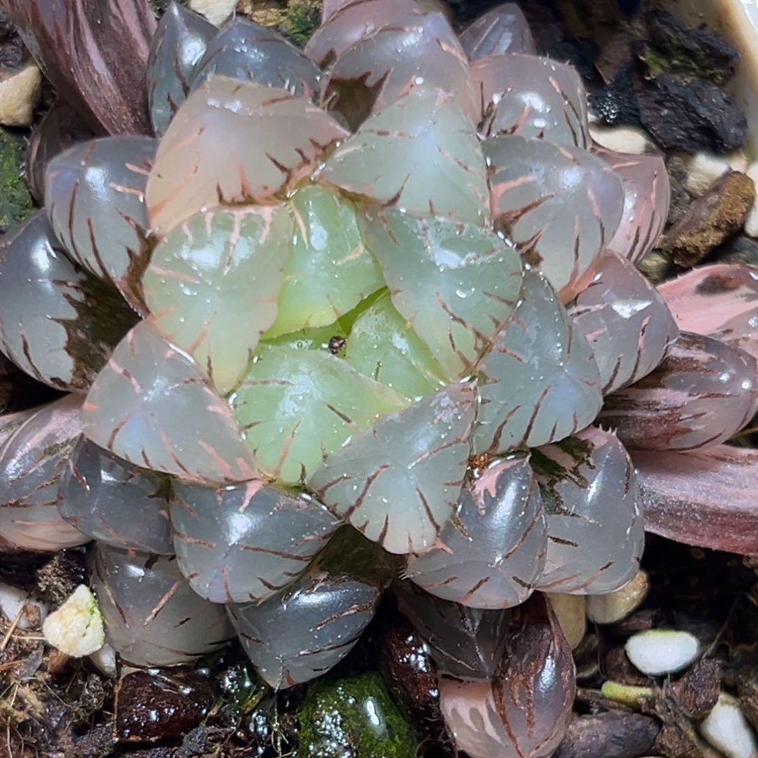 恭喜发财大吉大利0345