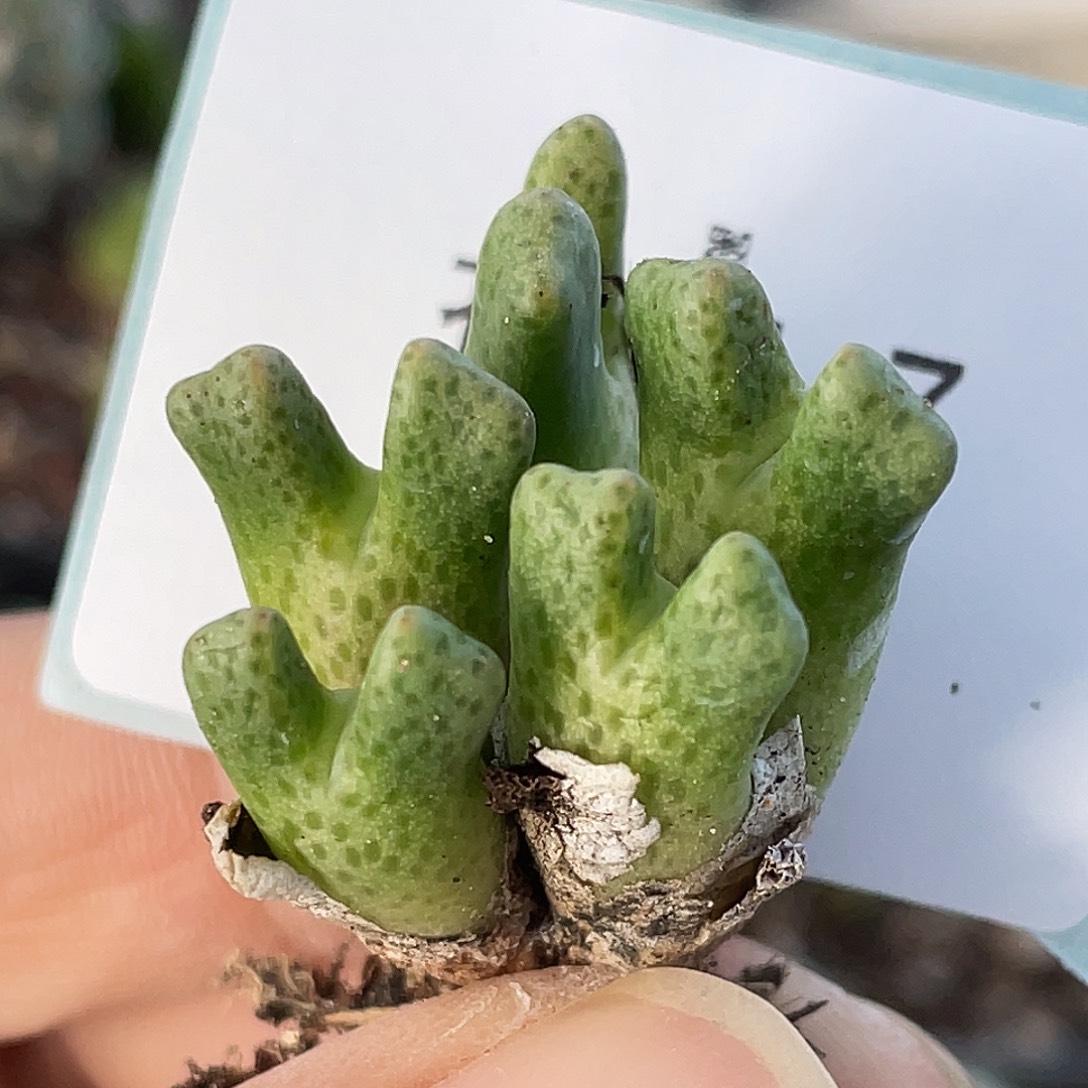 25-7肉锥多肉植物