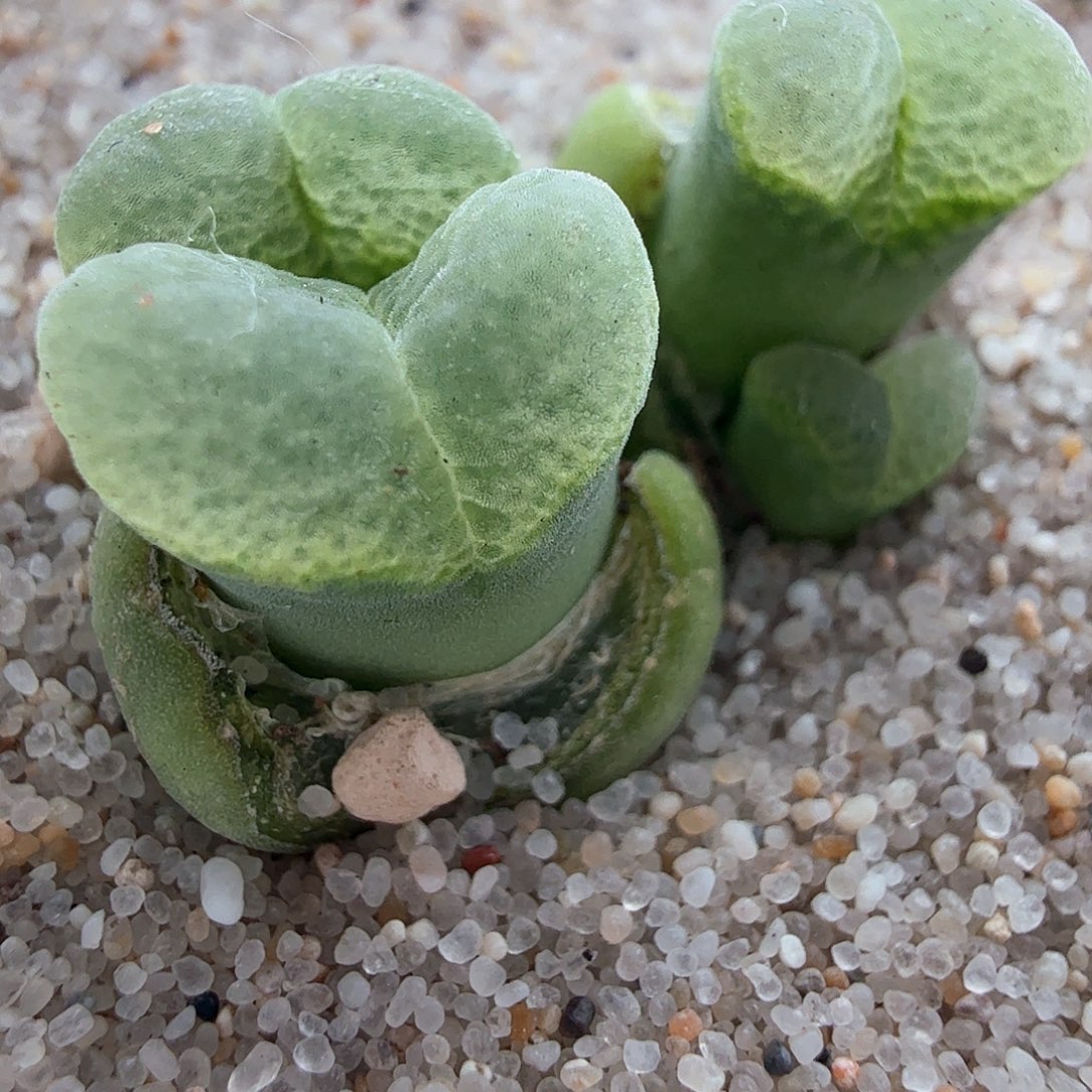 2.22.55/1802.8极窗佛肚四头/多肉植物