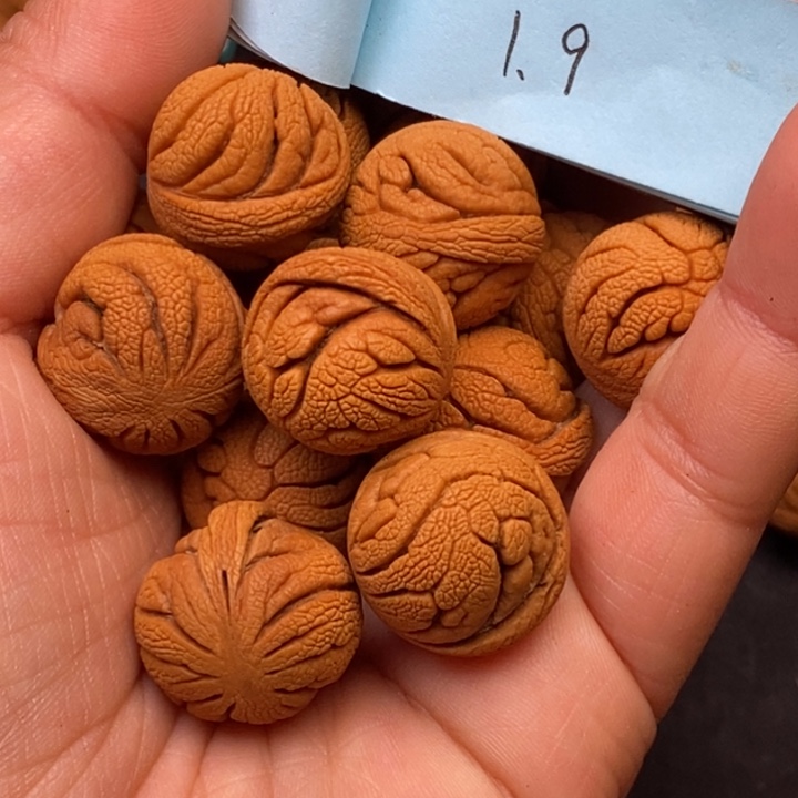 秦岭龙纹桃核14颗