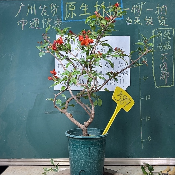 完全开放 热火桑巴 原生小树头  587