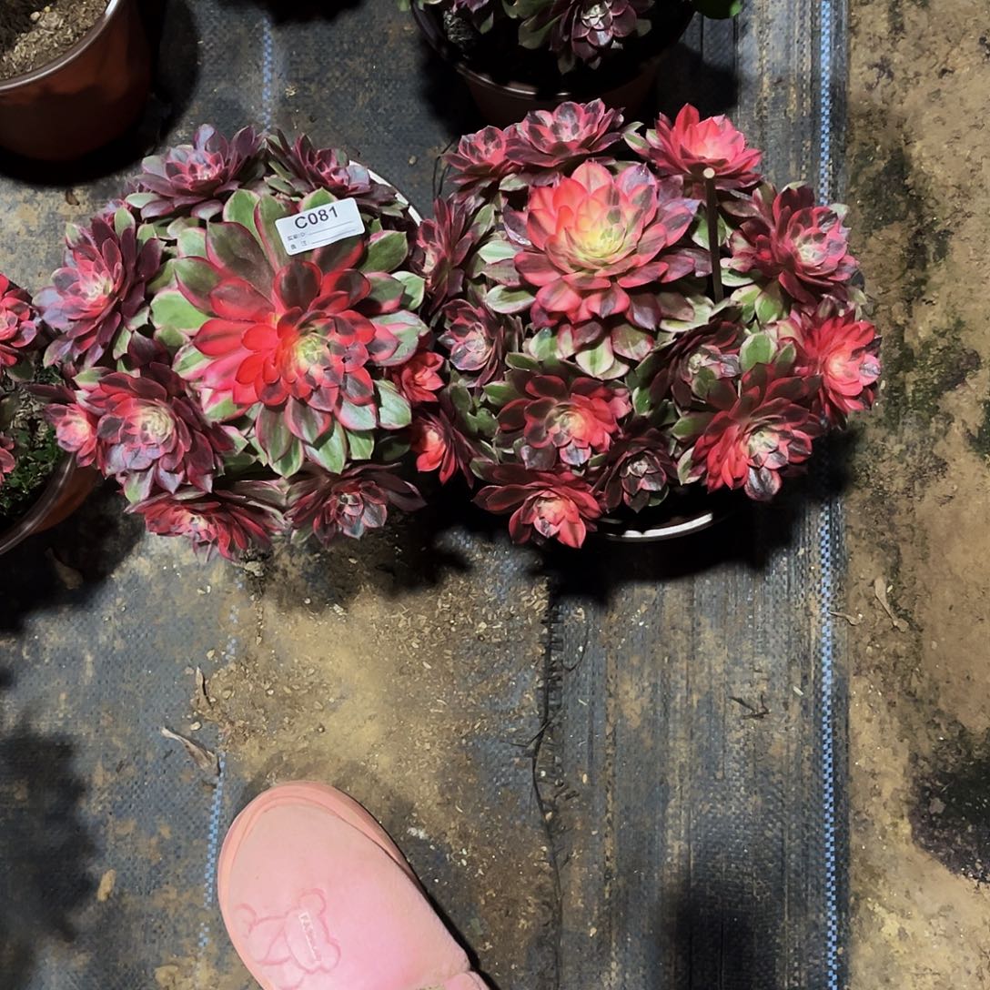 完全开放多肉植物081黑魔锦两颗