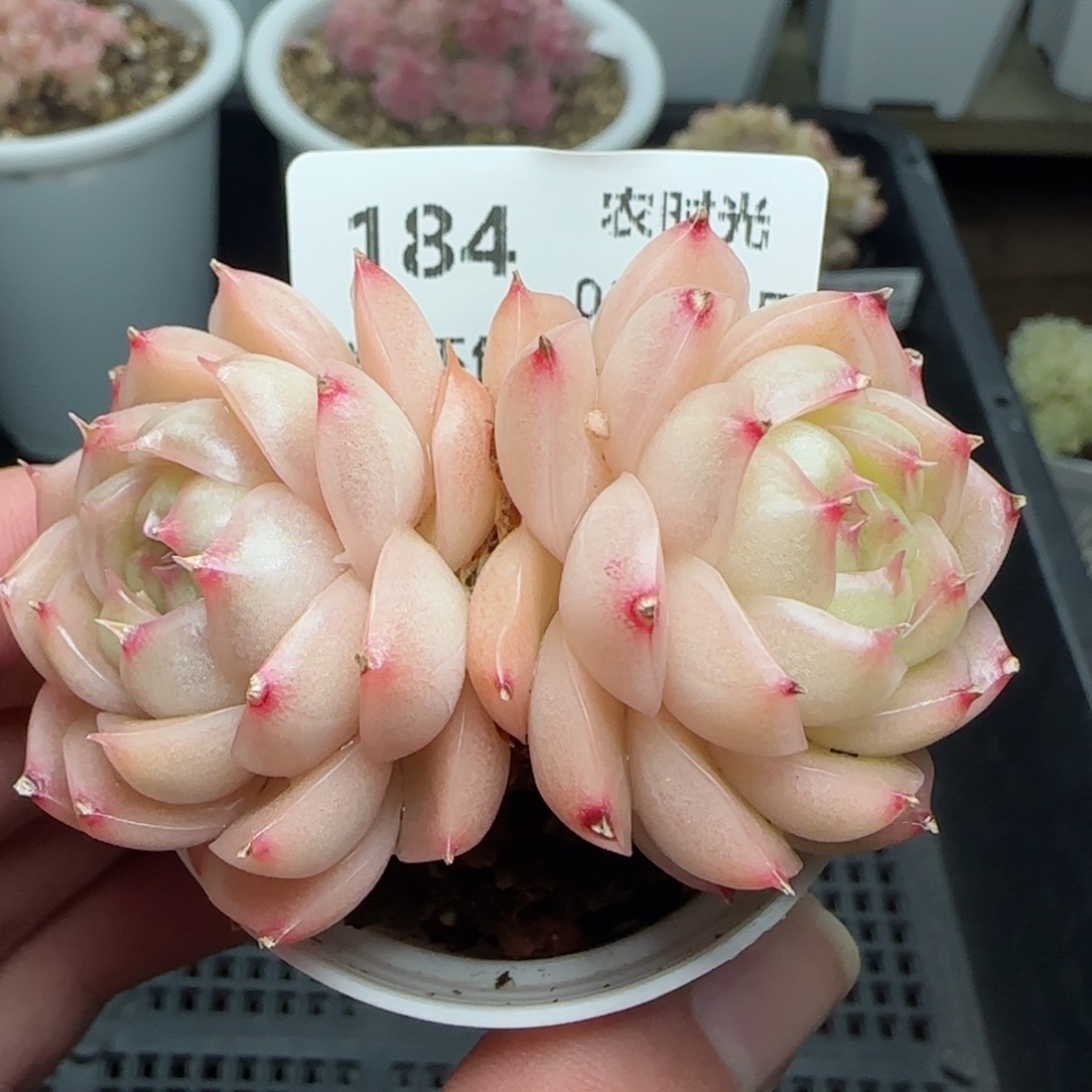 0214-184包子麦秆