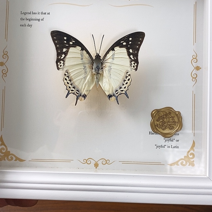 木忘忧尾蛱蝶8寸框