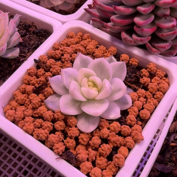 灵璧锦多肉植物一物一拍
