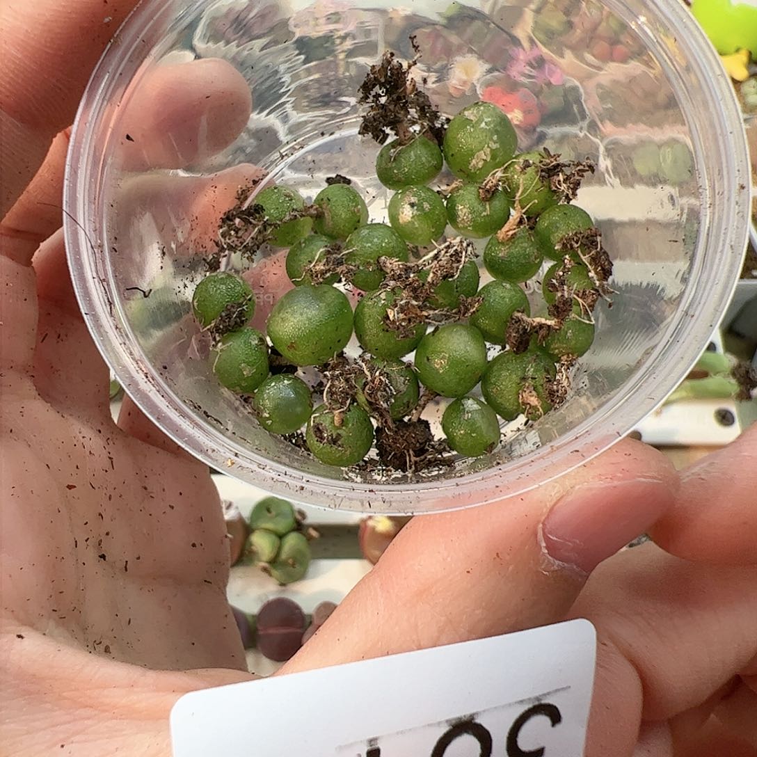 【闪购商品】381 秒