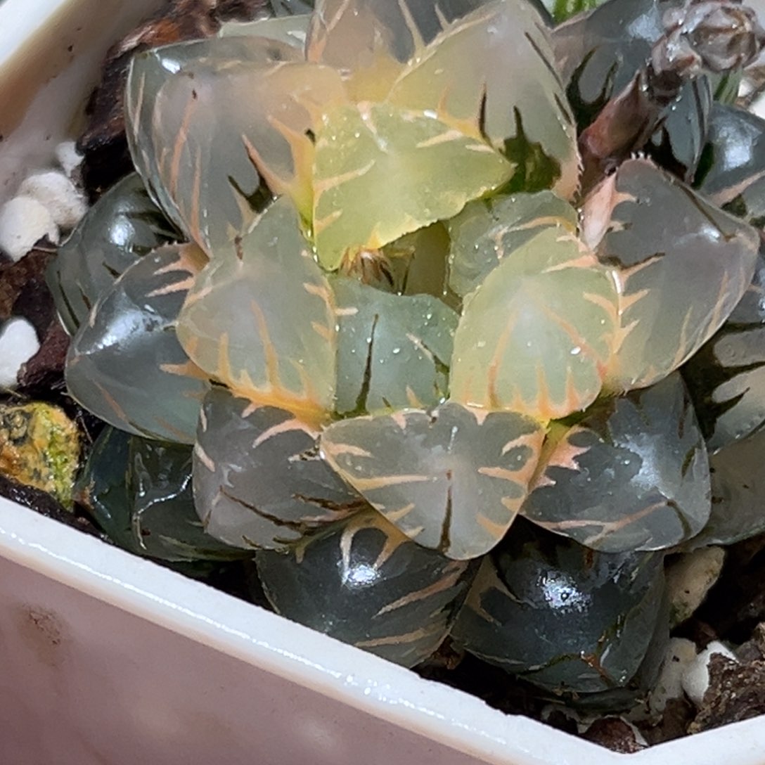 恭喜发财大吉大利0390