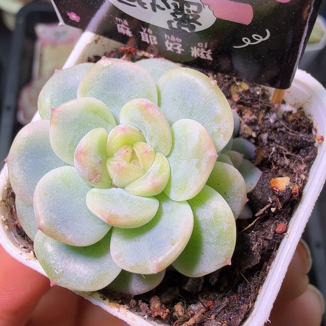 双头西米露开播福利