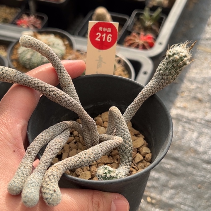 实生老桩迷你牧师群一棵仙人球