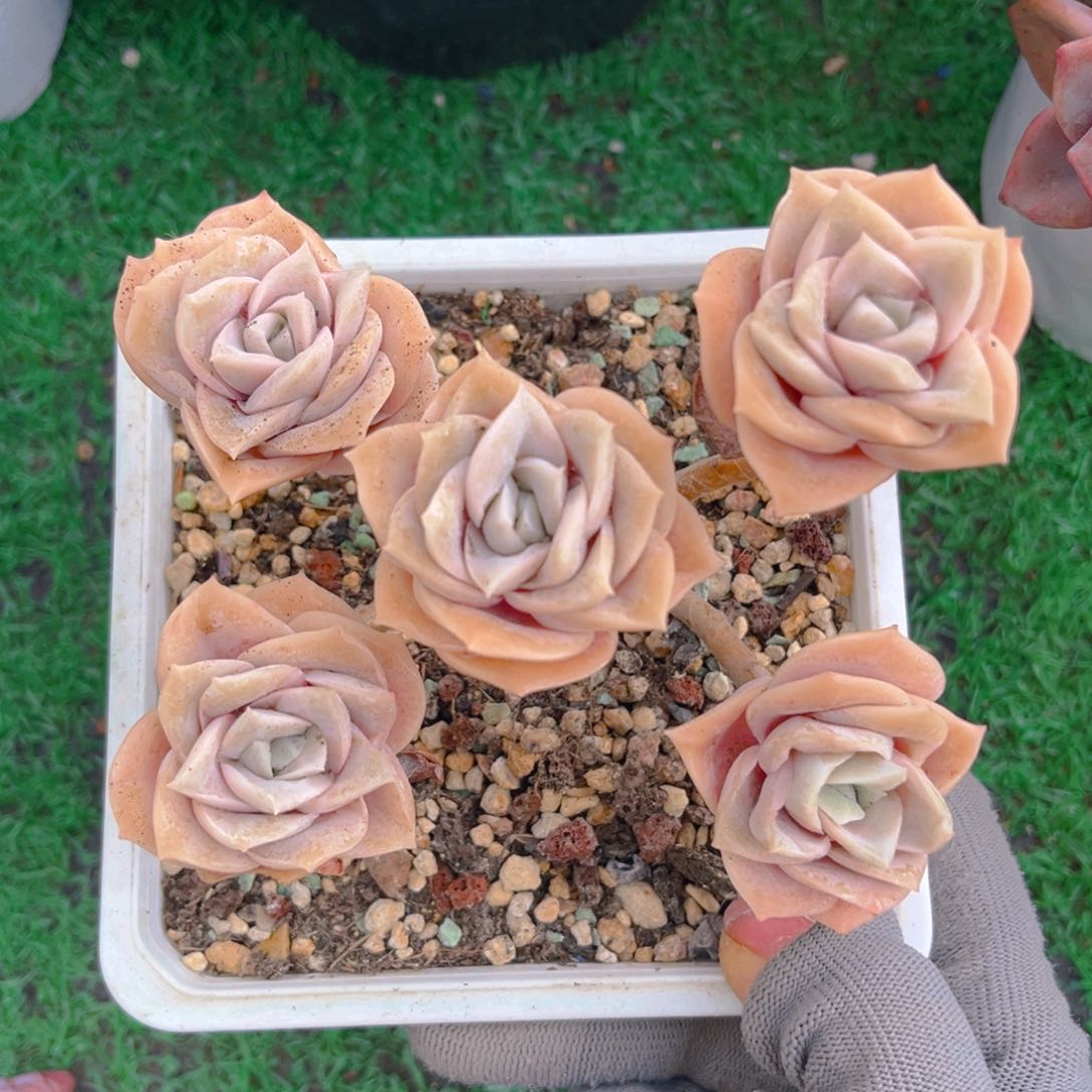 可爱玫瑰8888888888