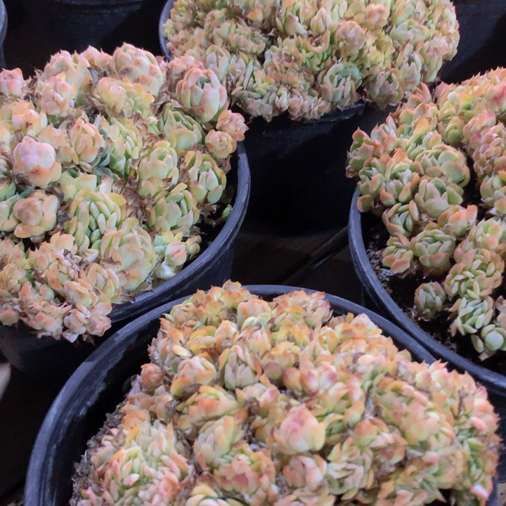 香妃缀化脱土发货