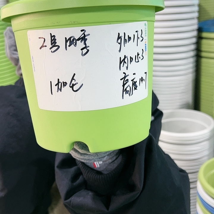 特价2号四季口17高14.7果绿色10个带托