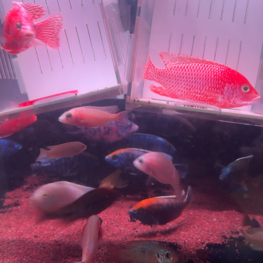 慈鲷鱼直播99号2条