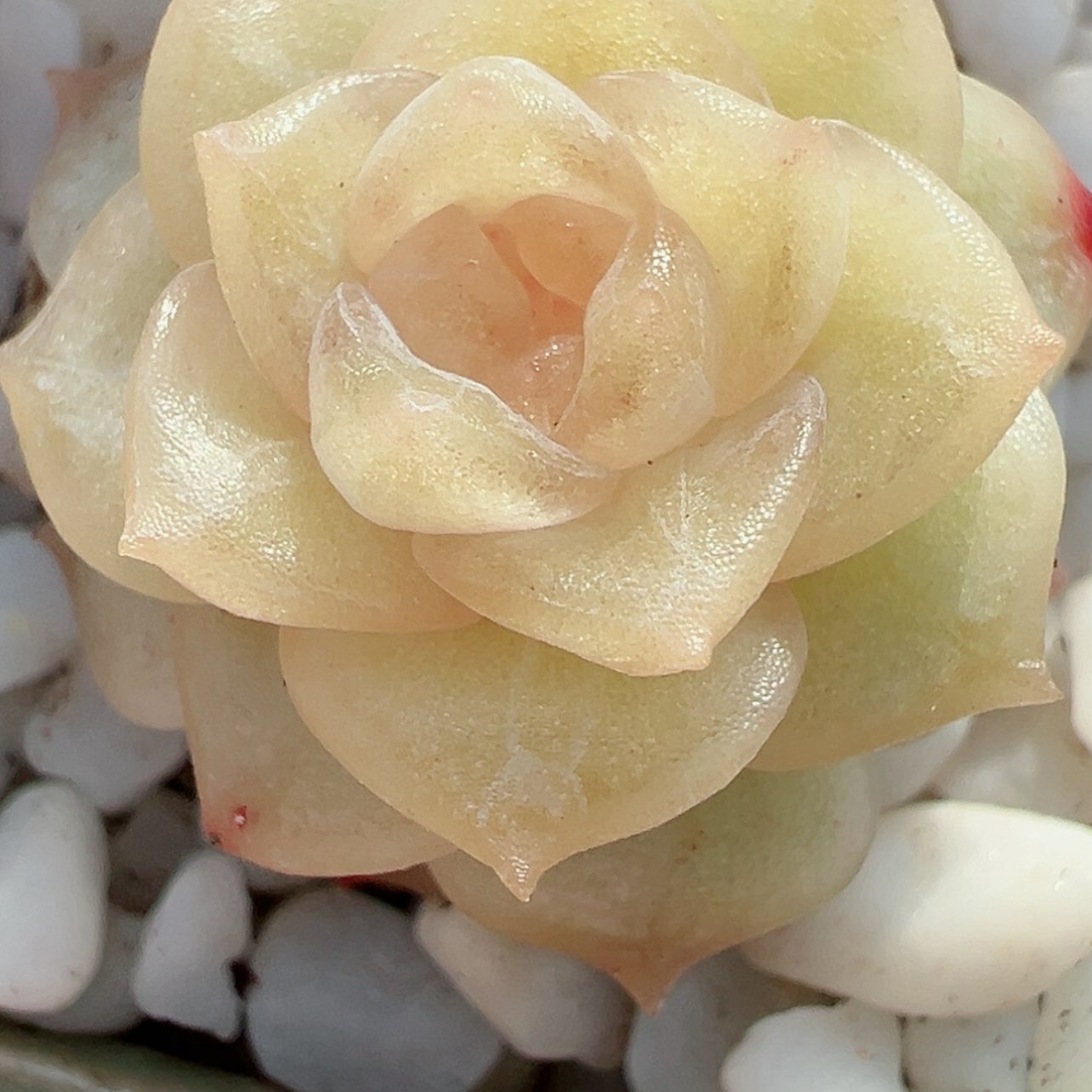 【闪购商品】919号哈哈