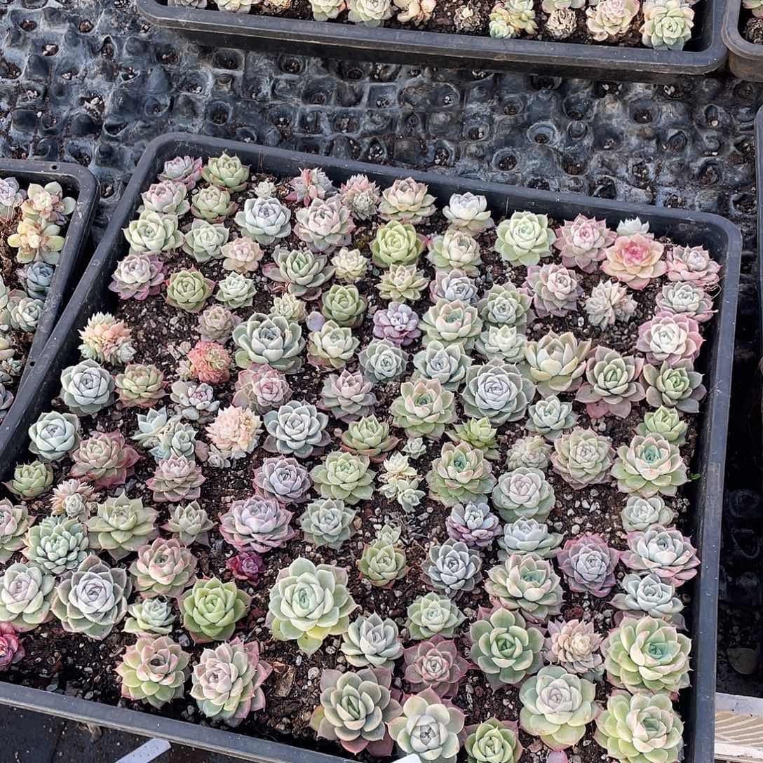 有***柚270。 定。切盒发货。         