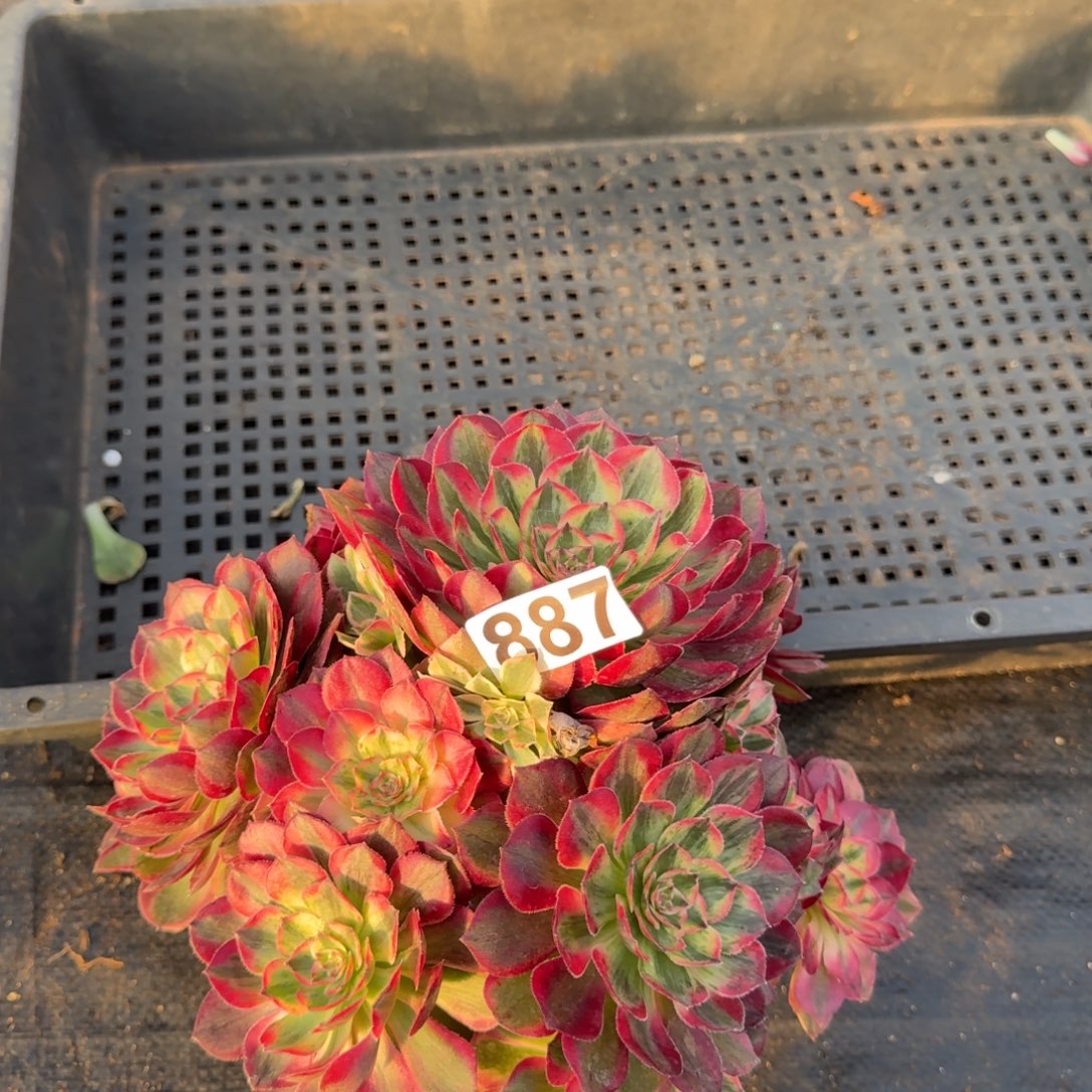 887多肉植物赤子心有断枝特价