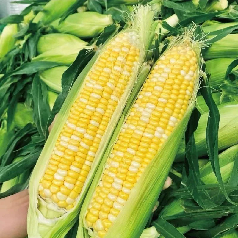 农家甜脆玉米 边境收山货