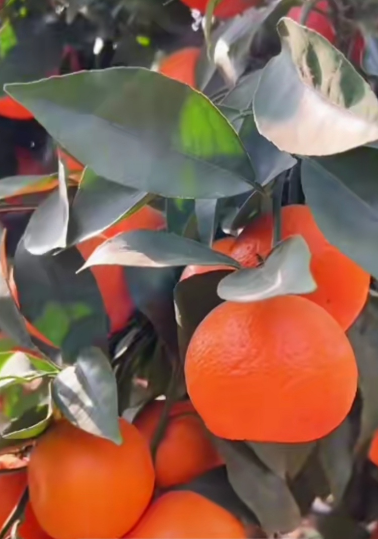 广西武鸣沃柑，自家果园新鲜采摘，鲜甜多汁，源头直发