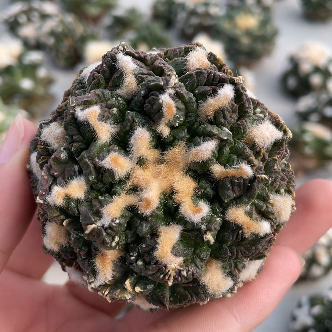 自根小叶龟甲紫肌