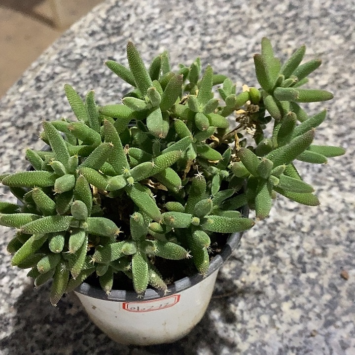 家***宝完美主义者勿拍玉米010212