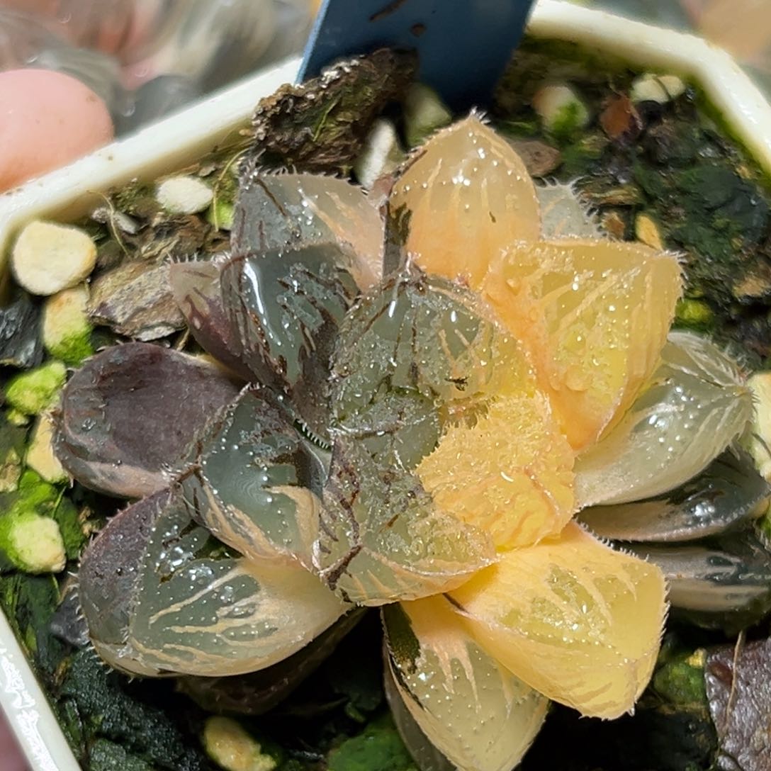 恭喜发财大吉大利518