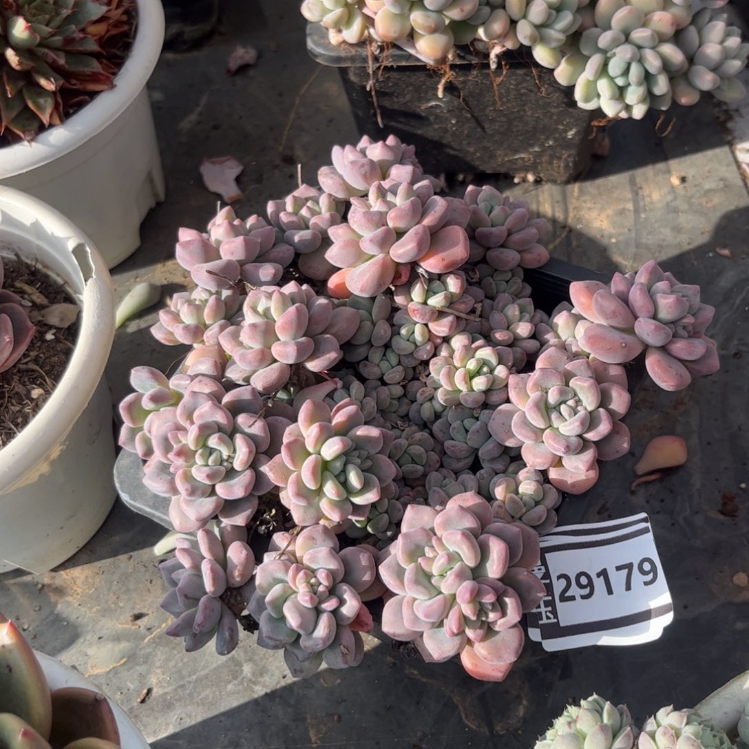 不知名多肉植物29179