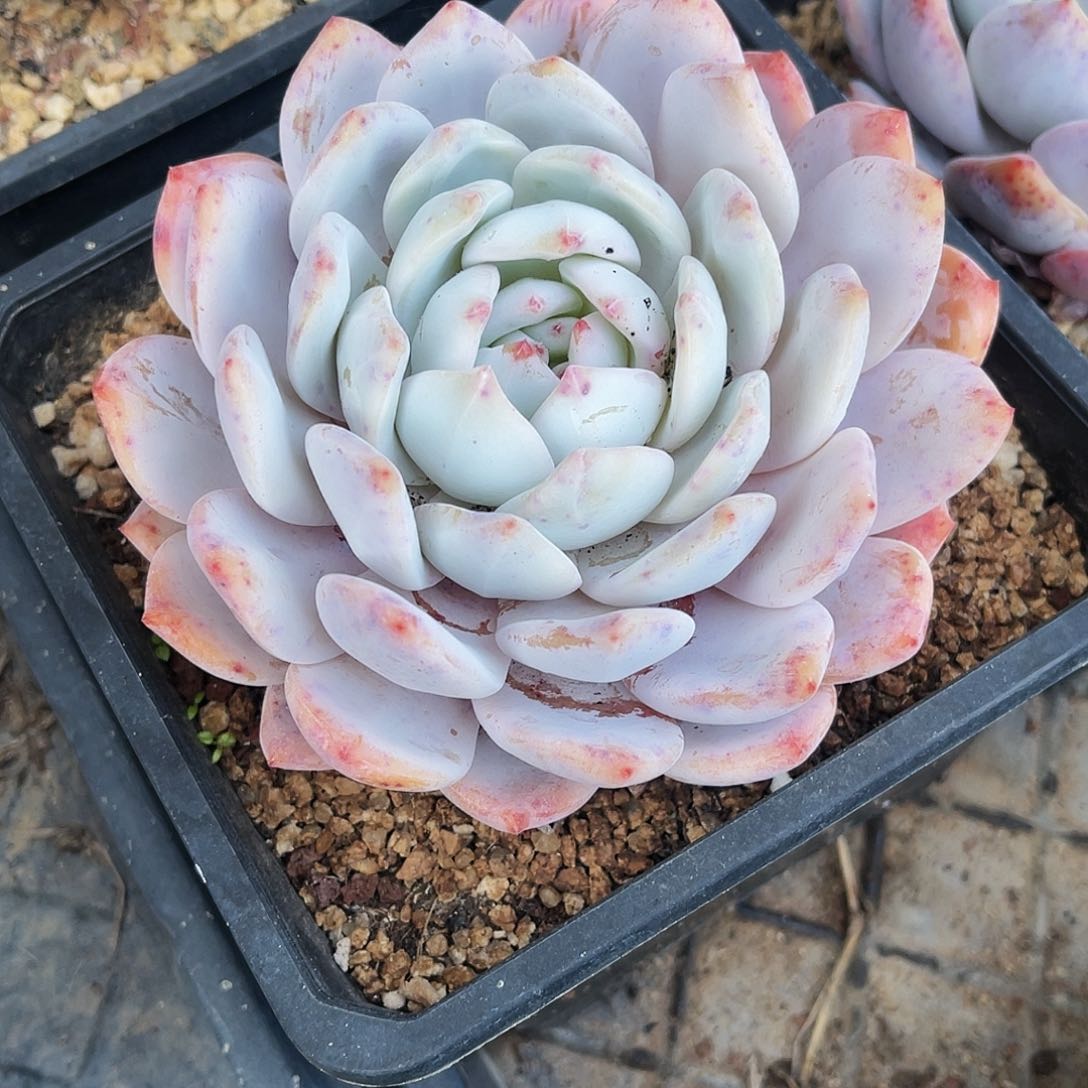 梦露 非偏远包邮 多肉