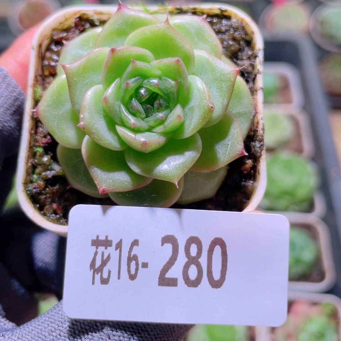 花利美16-280珍妮