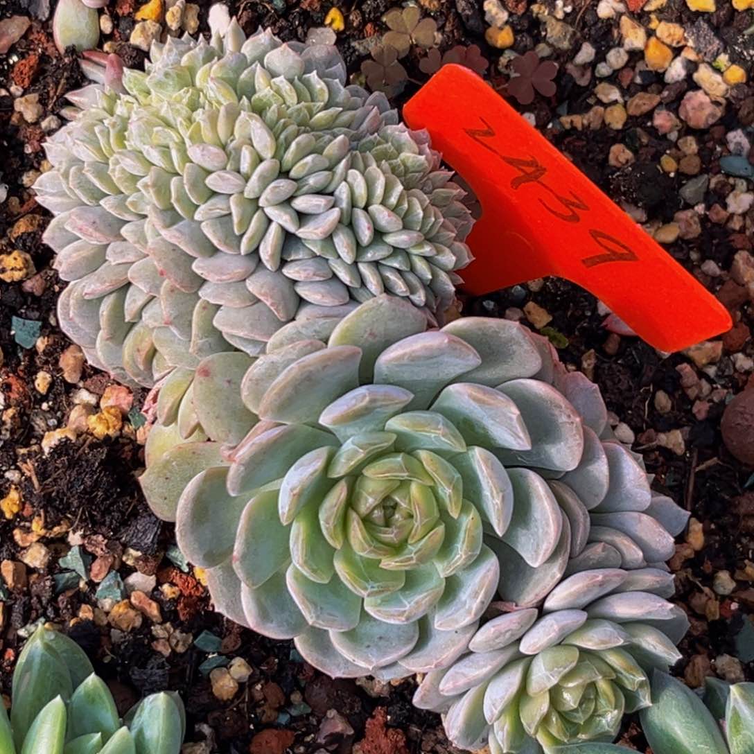 2439号上午融晶多肉植物群生