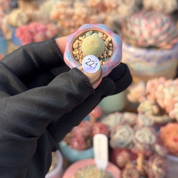 221多肉含盆土 30元包邮 除偏远