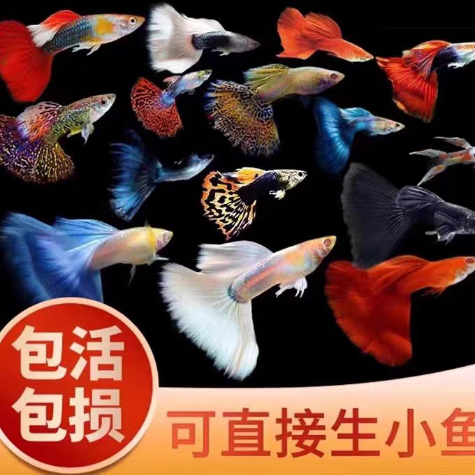 孔雀鱼热带鱼小型鱼活鱼可繁殖淡水鱼套餐及单品
